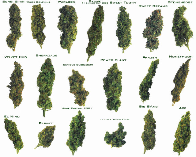 Marijuana - Marijuana Photo (464148) - Fanpop