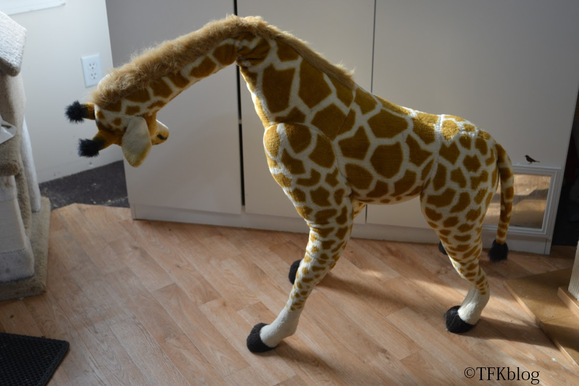 Raffe's head continues to droop.