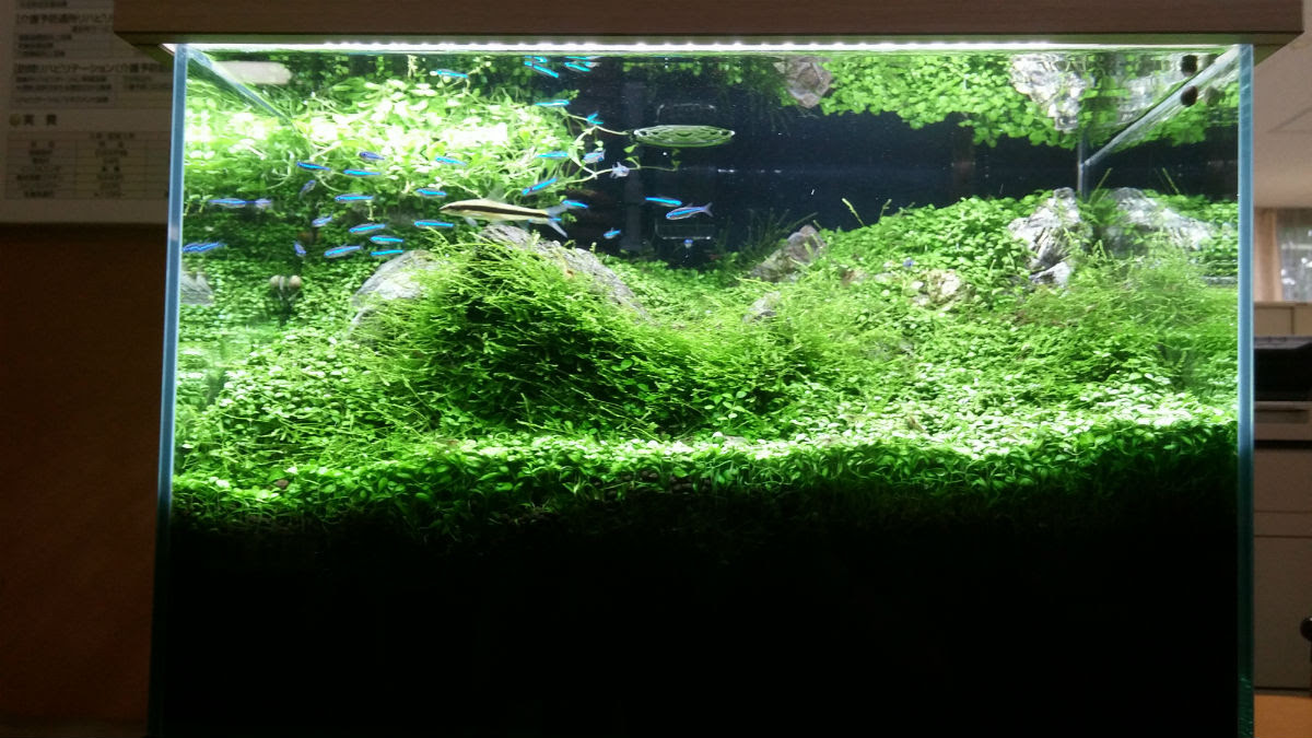 ネイチャーアクアリウム水槽 ４５ｃｍ 水草水槽リースと観賞用えびのone Leaf