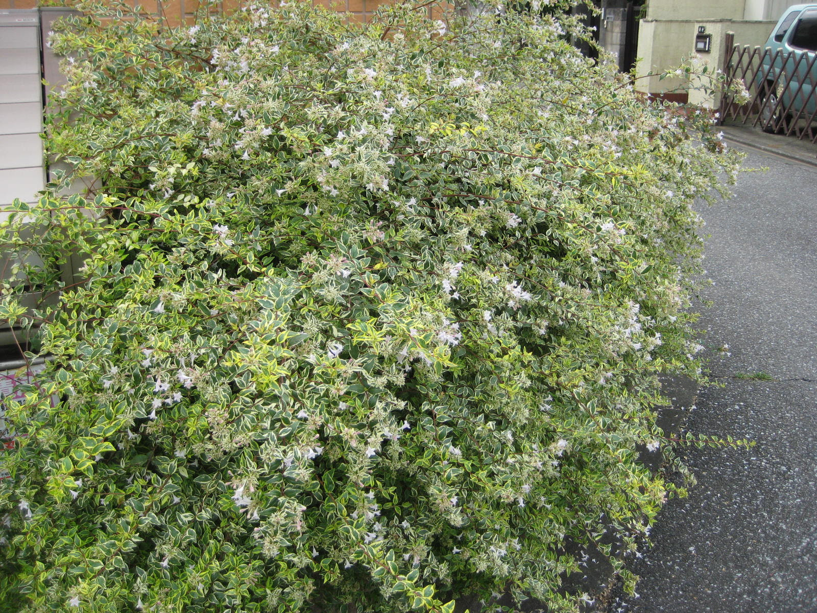 小さな白い香りの花の低木 Imarca3 1