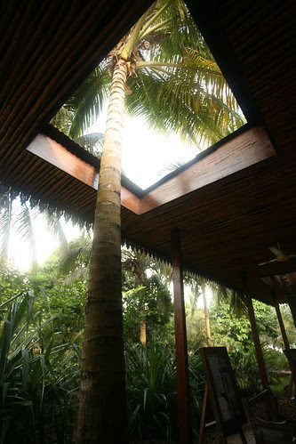 giving way to the coconut
