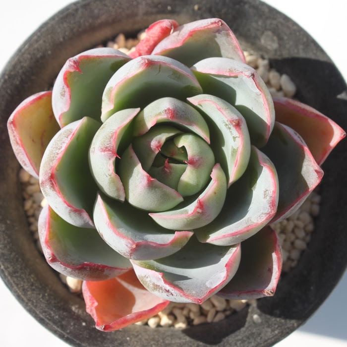 ヘラ 多肉植物ヘラ紅葉 ヘラ殖やし方 ヘラ育て方 ヘラ格安通販 ヘラの通販 ヘラ激安通販 エケベリア属 エケベリアの通販 Echeveria Hera 多肉永遠 たにくとはcuctus And Succulents Onlineshop From Japan Tanikutoha