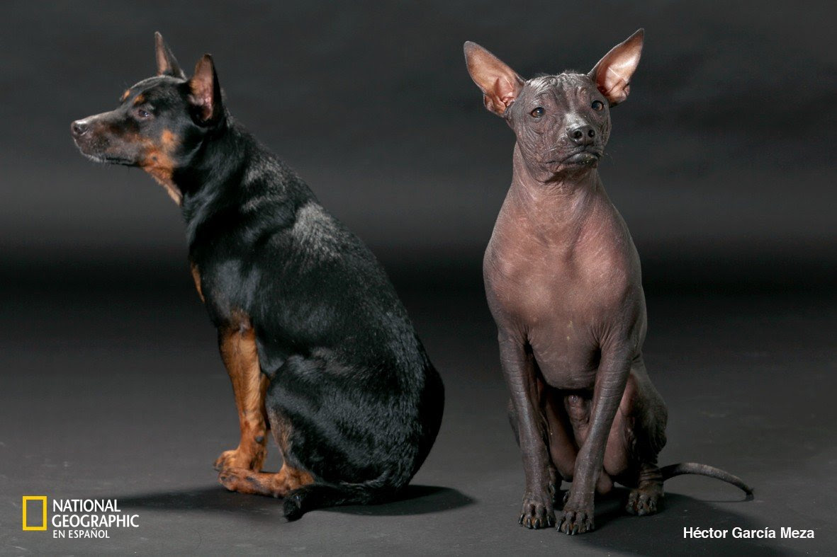 Xoloitzcuintle el perro sagrado de los aztecas - Kennel Club Argentino