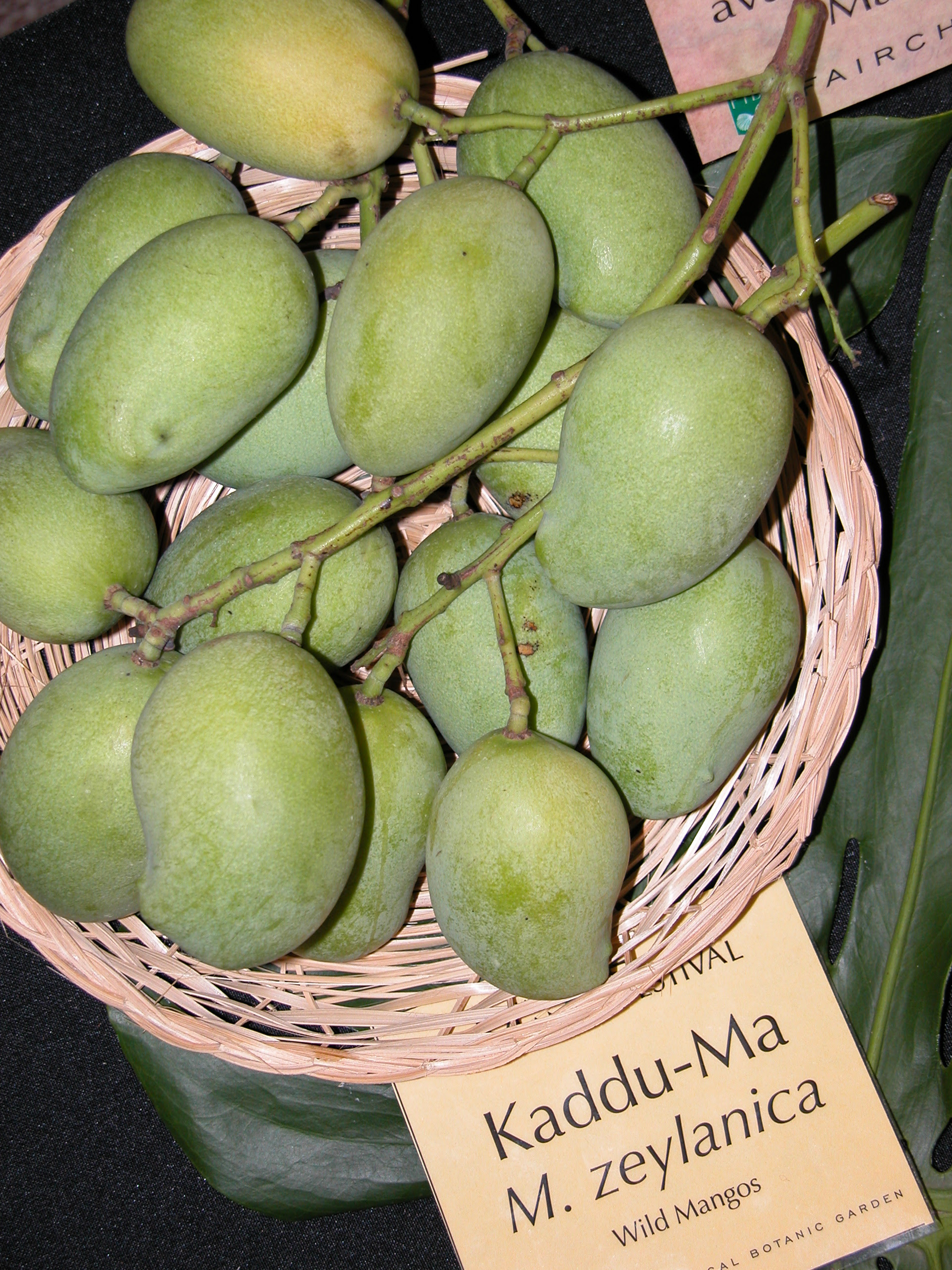 Mango