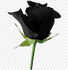 Aesthetic Rose