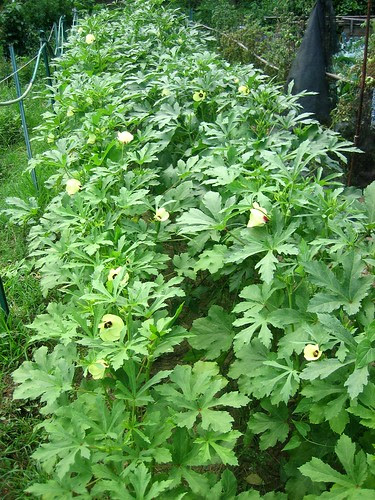 Okra