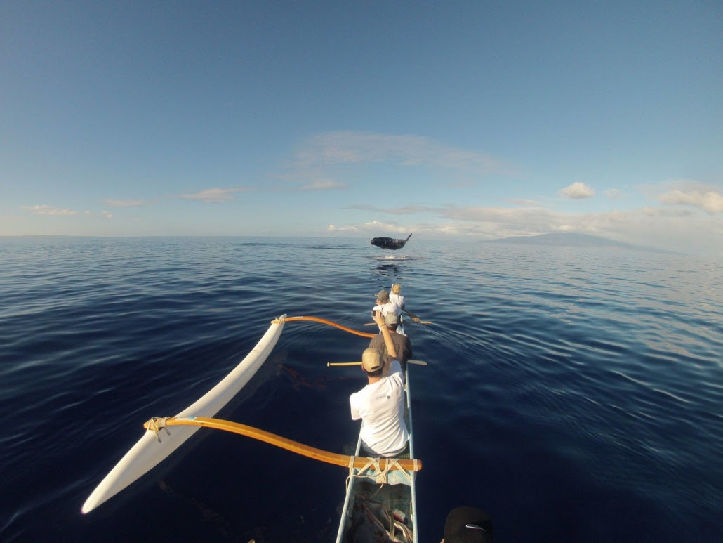 maui whale watching tours kayak canoe sup