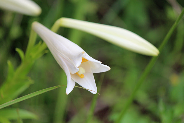 鉄砲百合の花とつぼみ 写真共有サイト フォト蔵