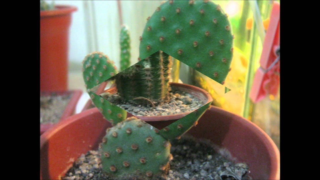 cactus y suculentas con sus nombres 2012 - YouTube