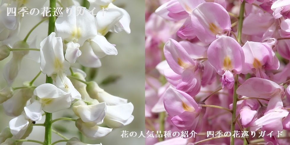 藤 花の人気品種の紹介