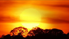 Trees and the sun
