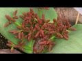 Read & Download Endangered Plants