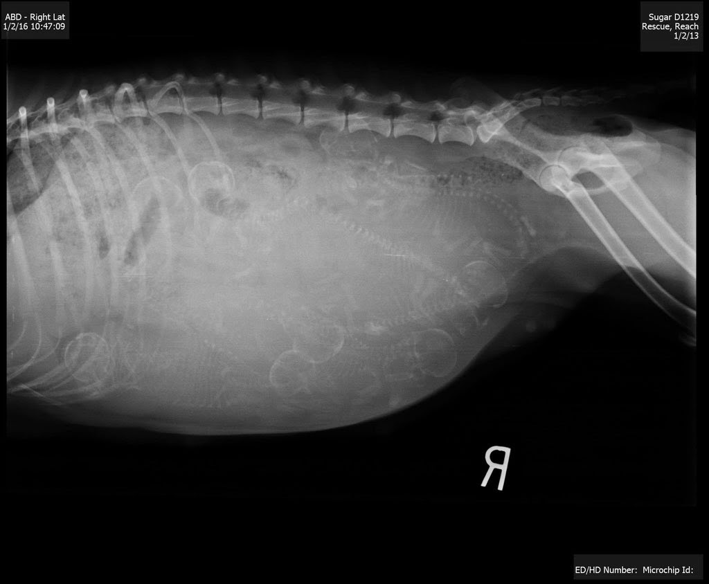 妊娠した犬のレントゲン写真 めちゃくちゃすごかった