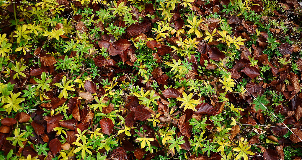 MATICES DEL OTOÑO EN BELAGUA 