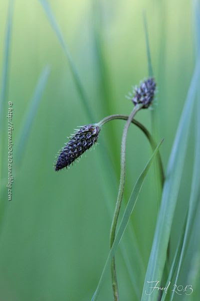 IMG_0955-signée