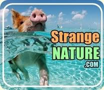 Funny Animal Pictures Strange Nature