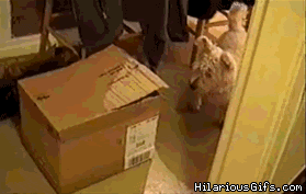 Cat In A Box Attacks Dog Hilariousgifs Com