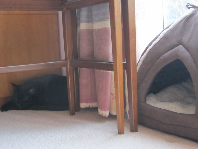 furry igloo gratitude (1)