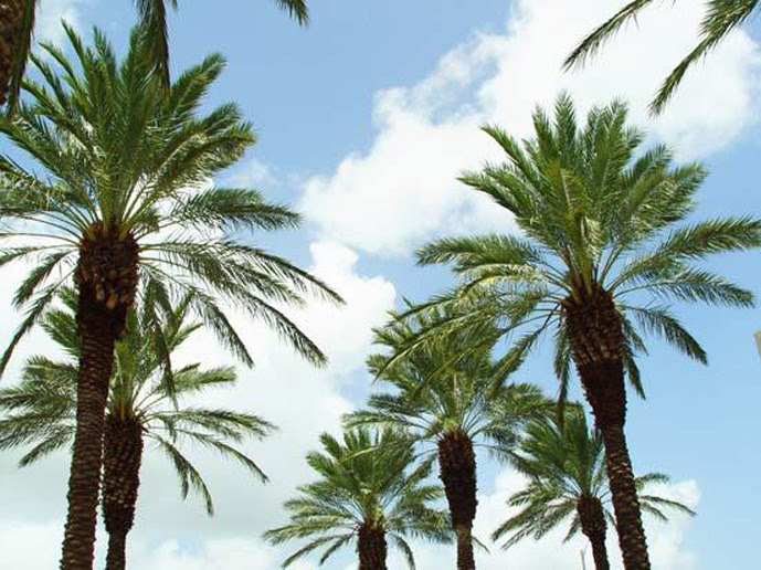 date palm leaves. Date Palm Pictures