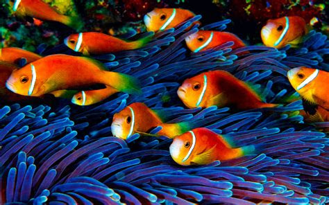 fish wallpaper hd underwater world wallpaperscom