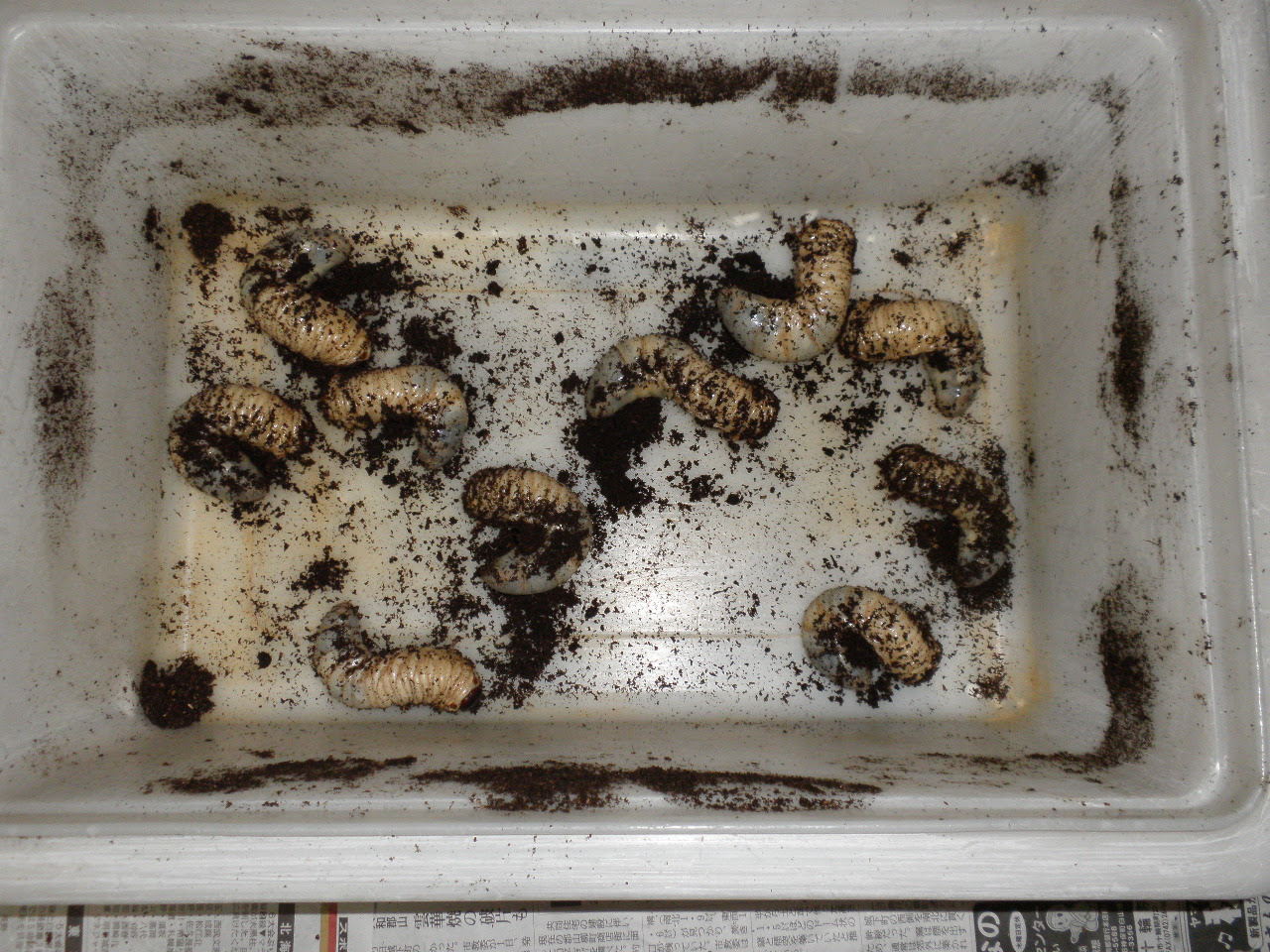 12月のカブトムシの幼虫
