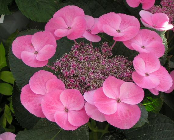 ほっと待以夢 紫陽花