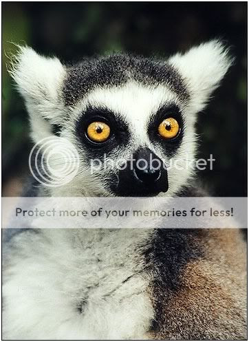 lemur Pictures, Images and Photos