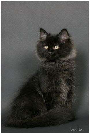 Les Differentes Couleurs Du Chat Siberien Chatterie D Artannes