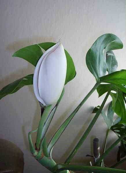 Window.googletag = window.googletag || {cmd: Monstera deliciosa (Swiss Cheese Plant / Hurricane Plant