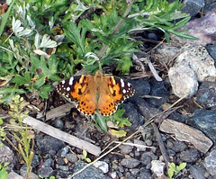 Butterfly_essex70508