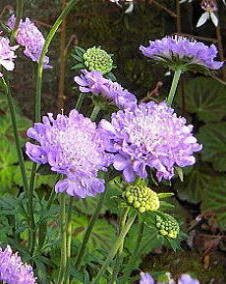 花 マツムシソウ 4月12日の花と花言葉 マツムシソウ 魅る魅るガーデニング