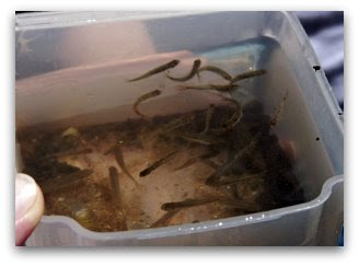 Crappie Fishing - m