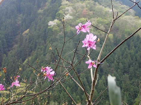 街の木コレクション ふわふわ 花