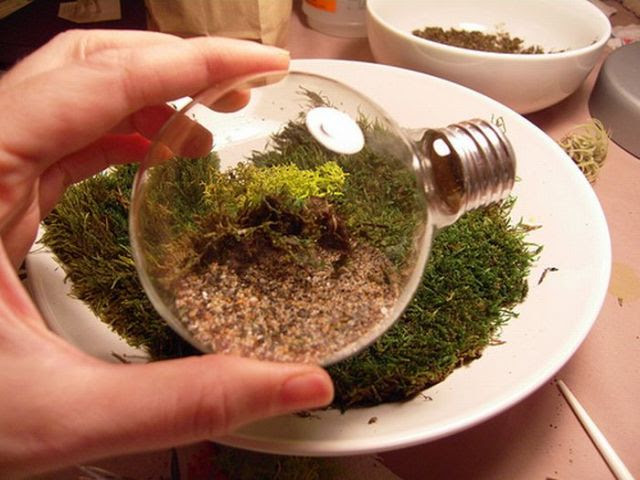 Light Bulb Terrarium (19 pics)