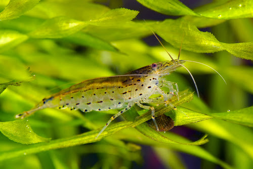 ヤマトヌマエビの餌のおすすめは何 野菜は食べる 熱帯魚 淡水魚 海水魚の図鑑
