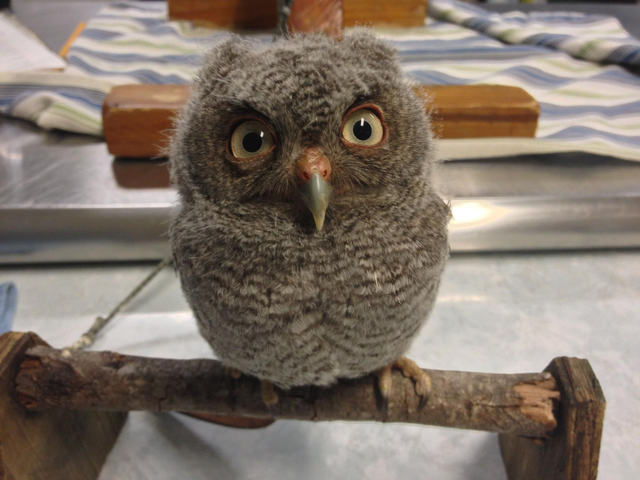 Baby Eastern Screech Owl Pics