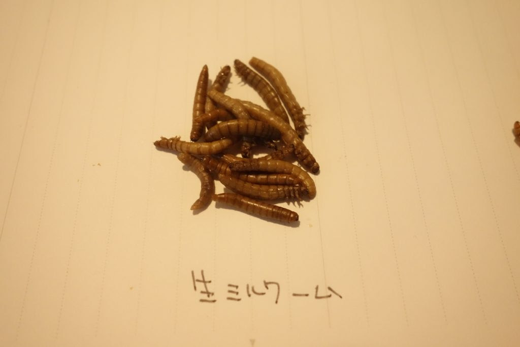 比較 ハリネズミ餌用のミルワームをタイプ別に比較してみた 我が家のツンカワ ハリネズミ