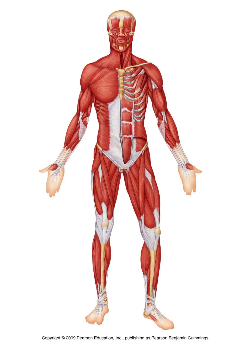 Proteins:-build muscle, supply energy-eggs, poultry, nuts...