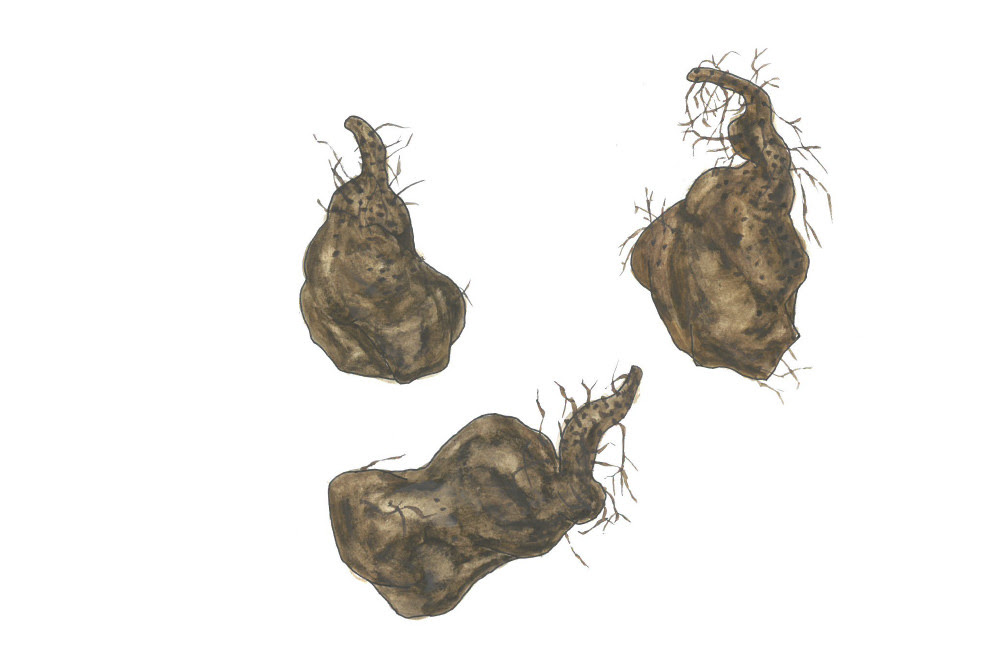 自然薯 活動日誌 Food Hub Project 神山 地産地食 Farm Local Eat Local