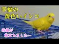 【ベストコレクション】 黄色 インコ 819604-黄色いインコ