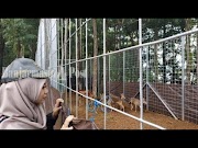 Simak Diboyong dari Istana Bogor Tujuh Rusa Tutul Jadi Penghuni Perdana Pulau Rusa Waduk Riam Kanan, kontroversial!