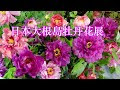 紫大根 花 304174-紫大根 花