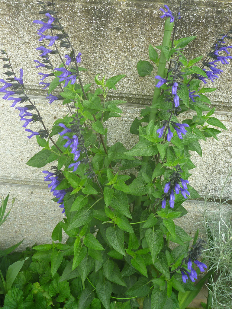 サルビア ガラニチカ