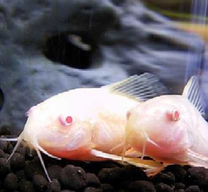 魚卵苦手な方 閲覧注意です 白コリドラスの赤ちゃん 花鳥風月