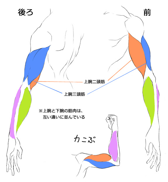 お絵描き講座 筋肉の描き方 幸坊のうふふのふ