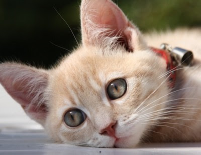 Photos de bébés chats