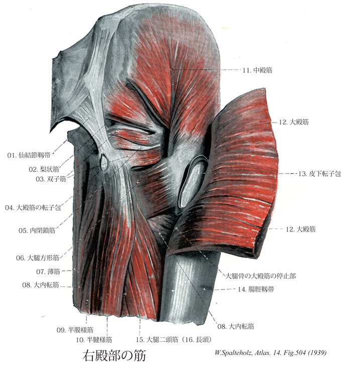 Terminologia Anatomica Ta に基づく解剖学