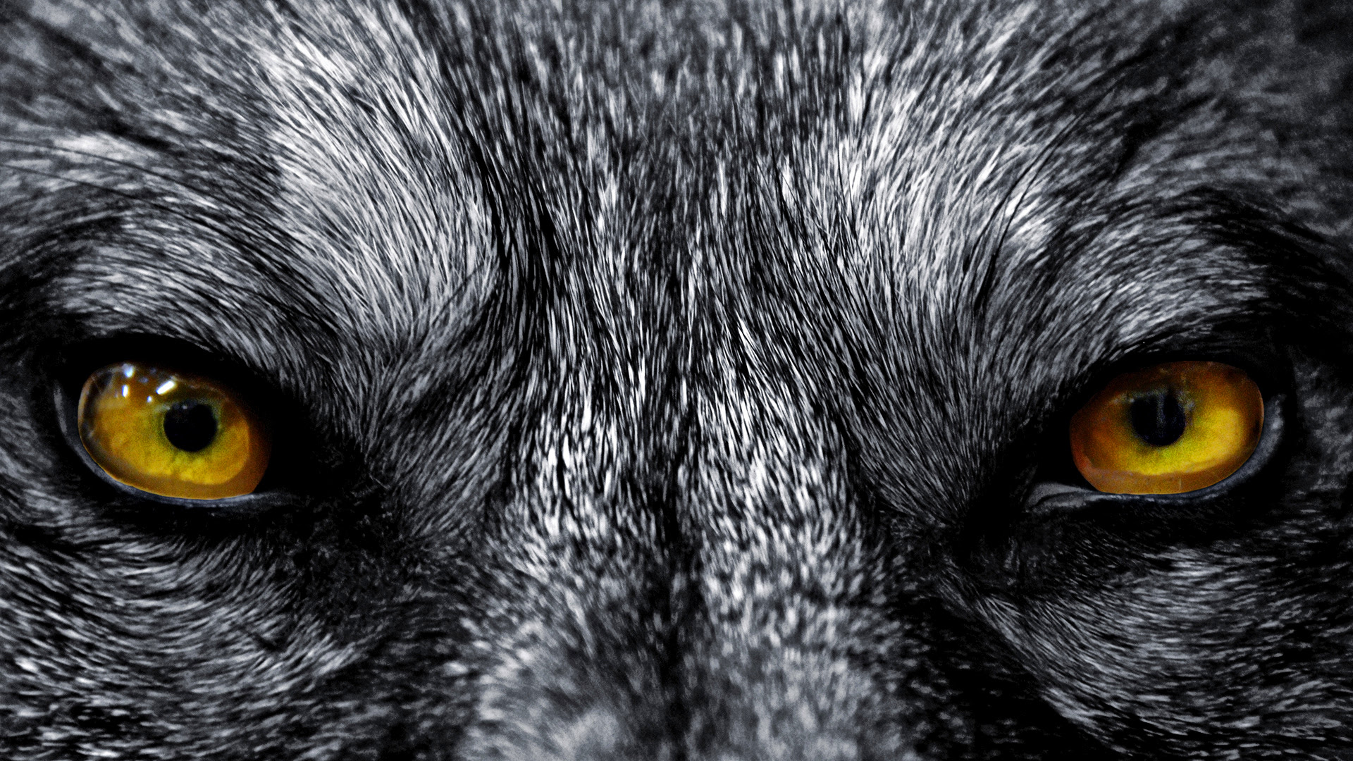 HD Wolf Backgrounds | PixelsTalk.Net