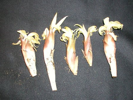 ミョウガ みょうが 茗荷 の花言葉 花言葉事典