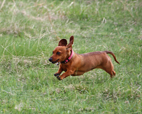 Little Red Rocket II